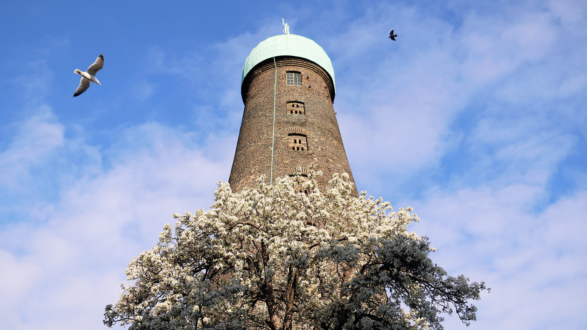 St Patrick's Tower rises above a pear tree with a seagull visible in the blue sky