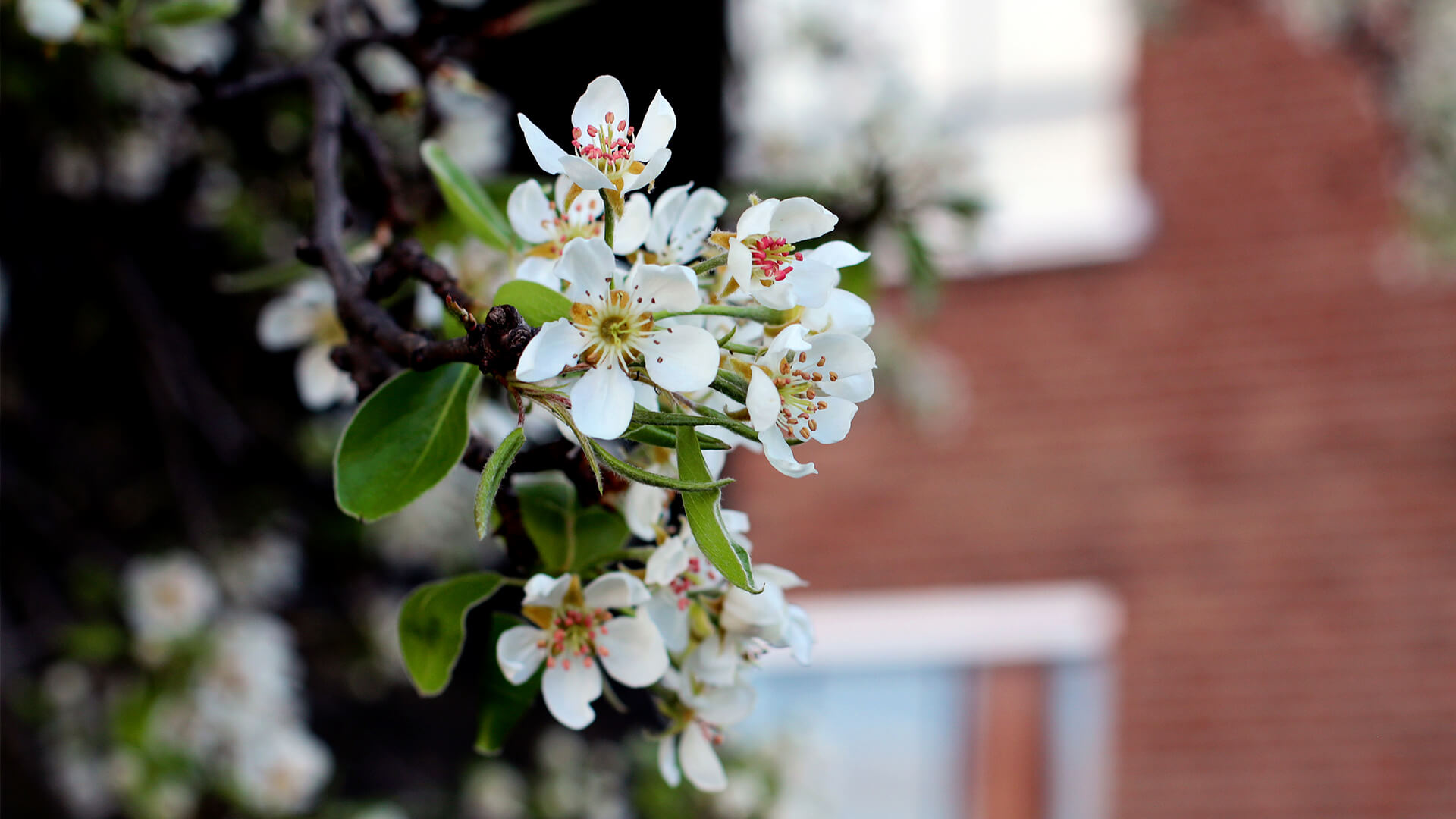 Close up of pear tree blossom