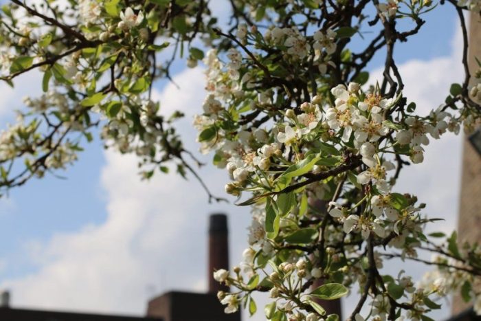 A close-up of flowers on the pear tree at the Digital Hub