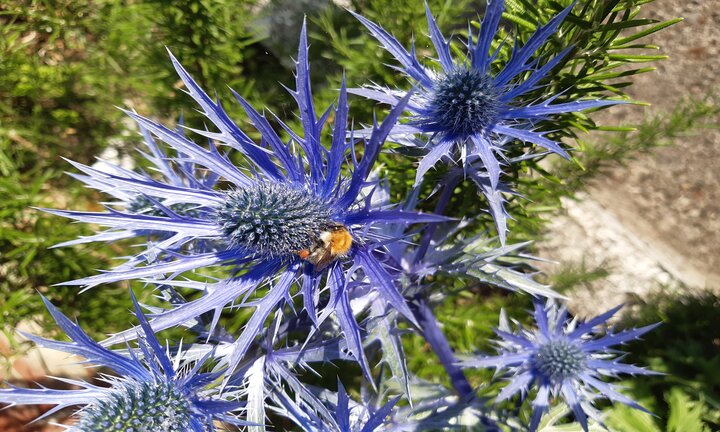 A bumble bee feeds on a blue thistle flower