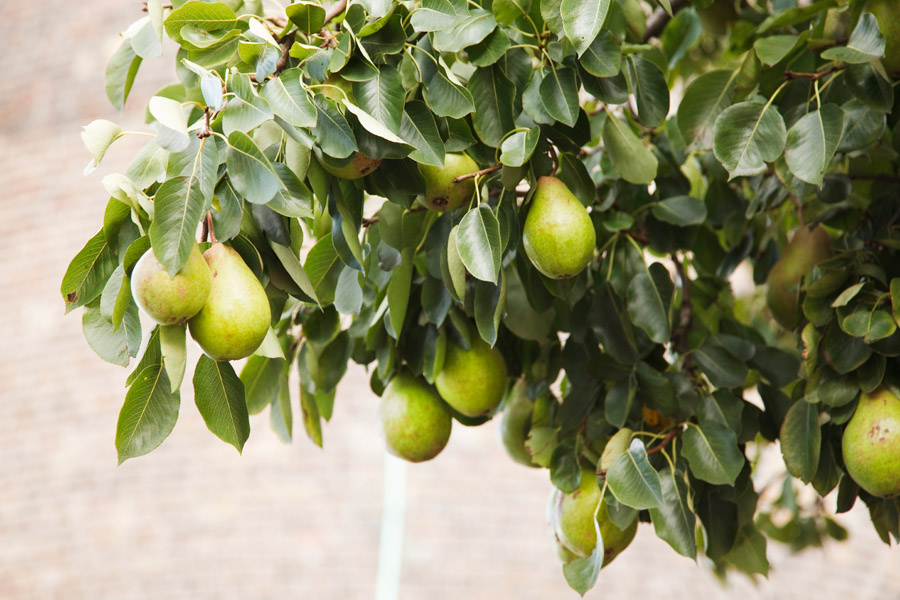 Close up of green pears hanging from the pear tree next to the brown brickwork of St. Patrick's Tower